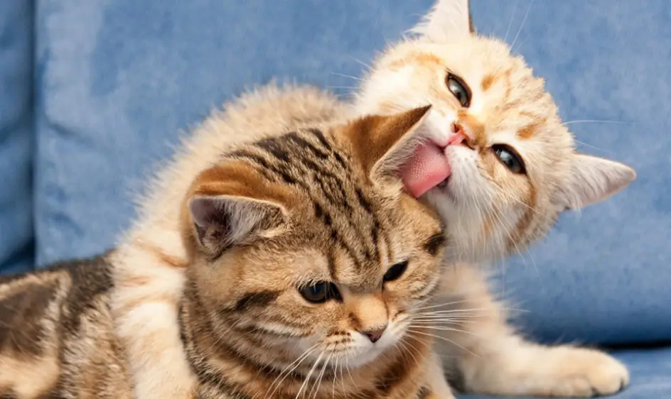 고양이 꿈해몽