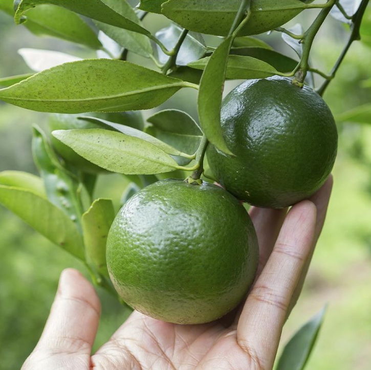 올리브영 스킨케어 TOP5