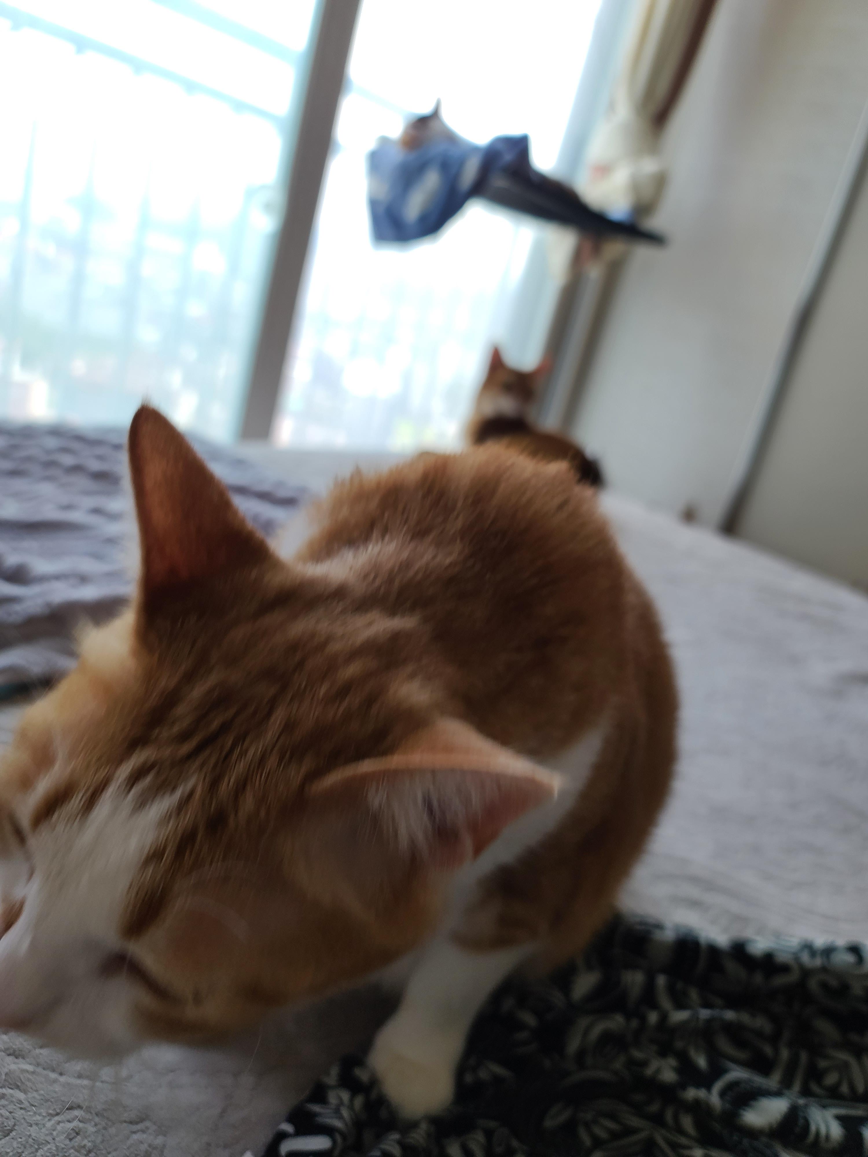 루프탑을 이용하고 싶었던 고양이 호야!(feat. 다다)