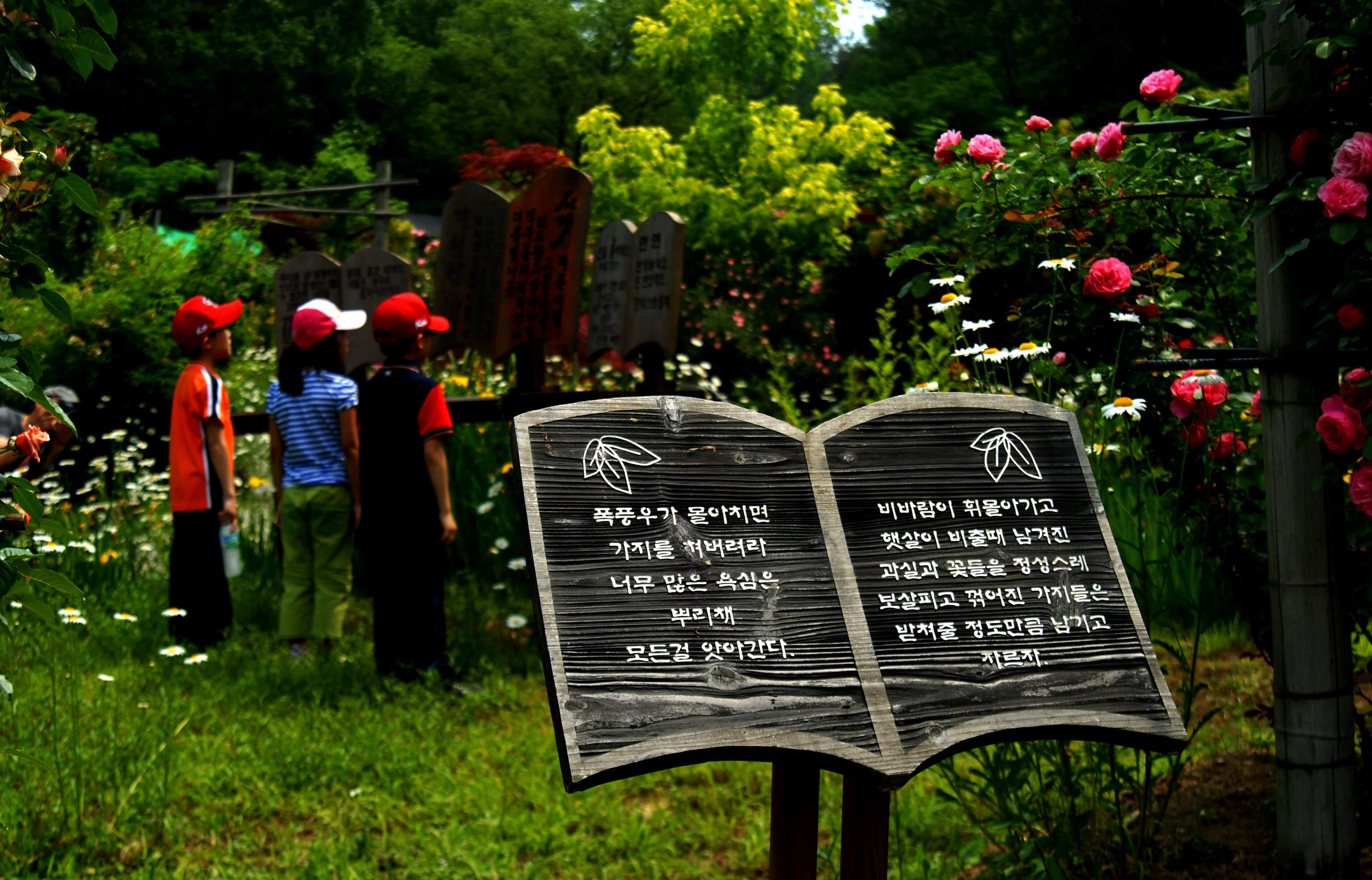 담양 죽화경 데이지 장미축제