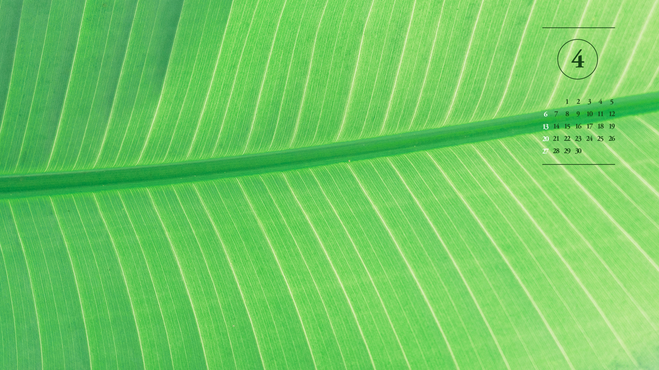 04 연두색 이파리 A - 2025년4월 노트북배경화면