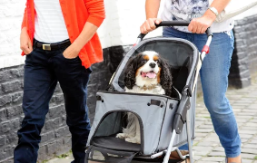 강아지유모차 사진/출처:어도비스톡