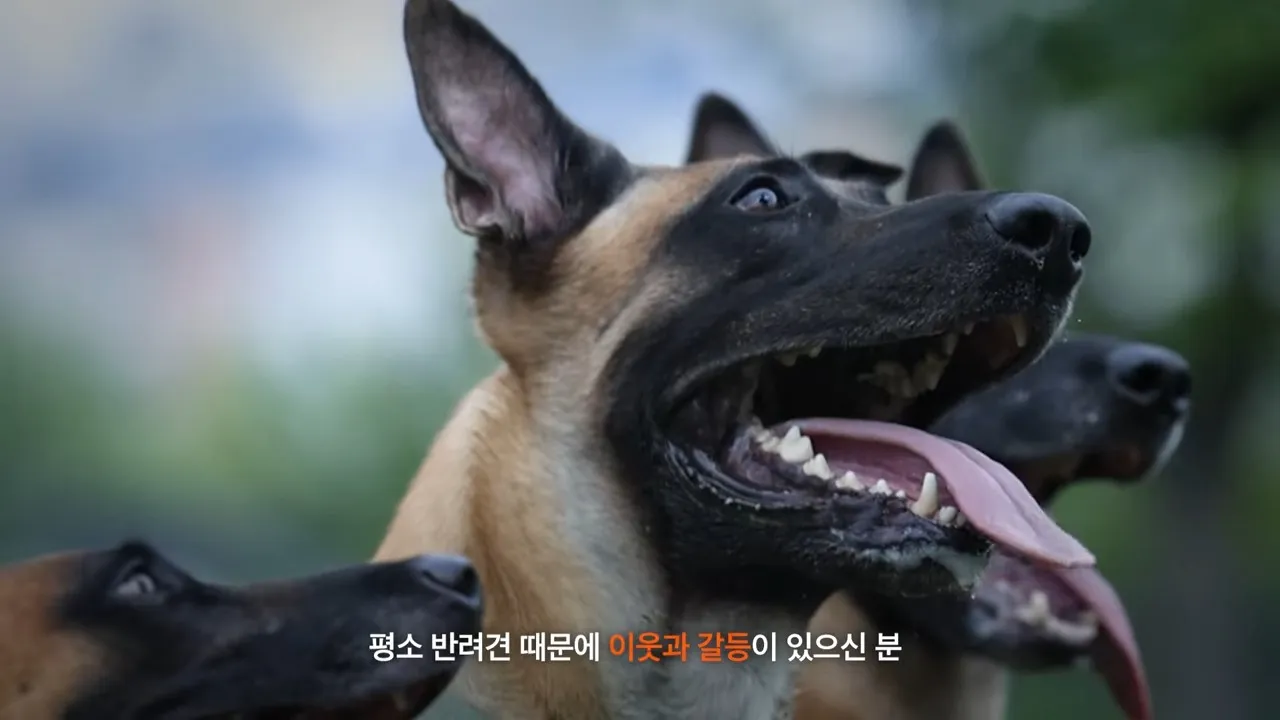 반려견 문제 솔루션 강형욱 교육 비용 가격 신청 방법