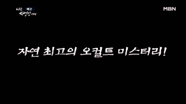 나는 자연인이다 당뇨합병증 심정지 건강 되찾은 후 산양삼 냉이 흙밟으며 맨발걷기 계곡물 자연인 원영철 소개 및 이승윤 출연 600회 다시보기