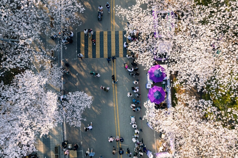 렛츠런파크서울 벚꽃축제-한국관광공사 출저