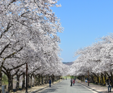 보문단지 벚꽃3