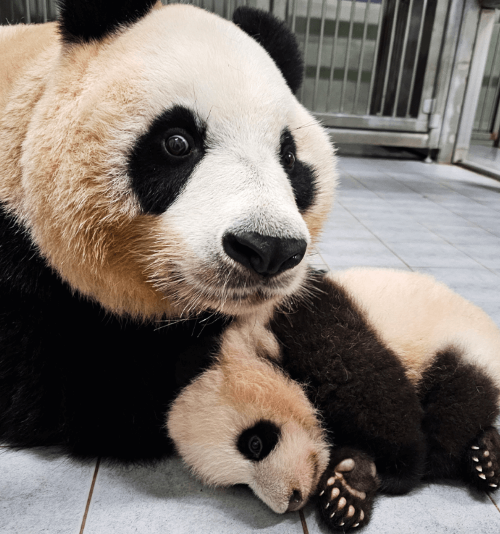 푸바오 특집방송 전현무