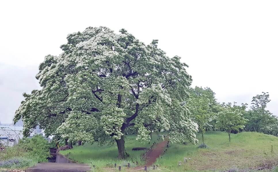 대구 달성 교항리 이팝나무 군락지