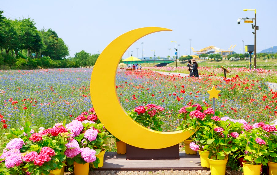 장성 황룡강 꽃축제