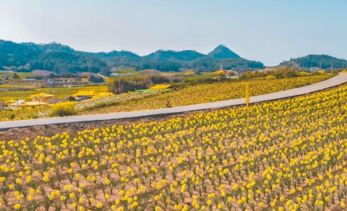 신안 선도 수선화 축제(4)