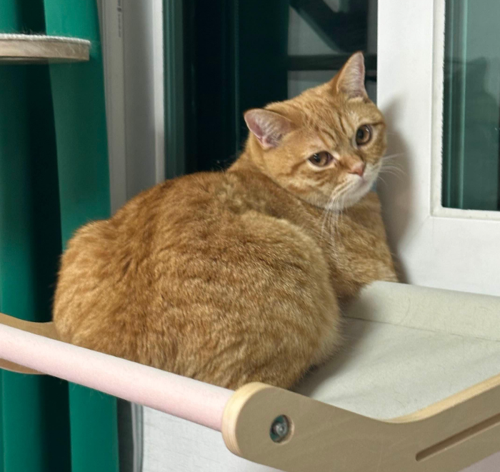 좋은 고양이 이름