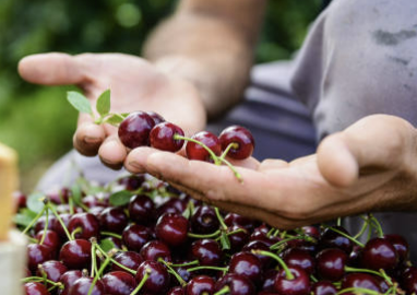 체리의효능몸에좋은이유
