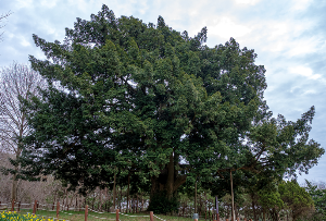 4월 국내 여행지