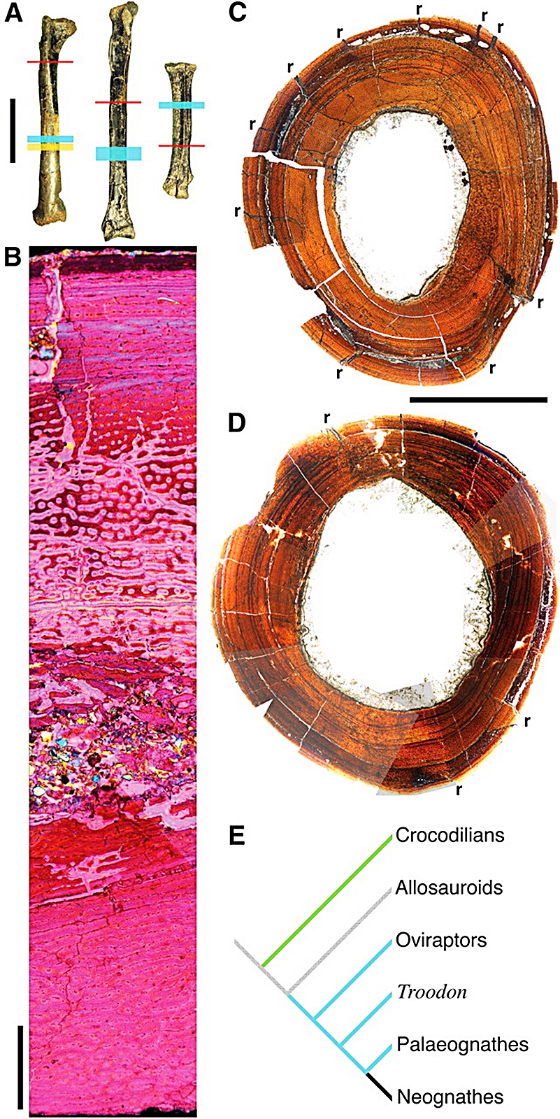 연구자들의 뼈 검사 방법론 개요