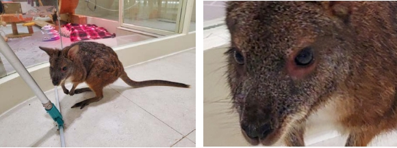 체험 없는 진짜 동물 사랑을 위해