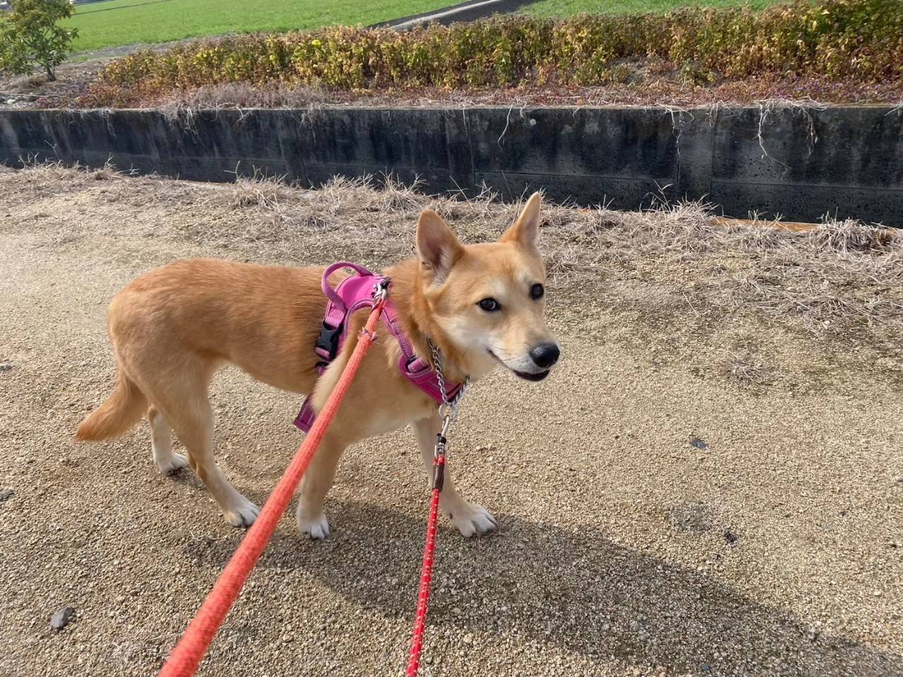 계절별 환경에서 강아지가 산책하는 모습, 날씨에 따른 여행 이미지