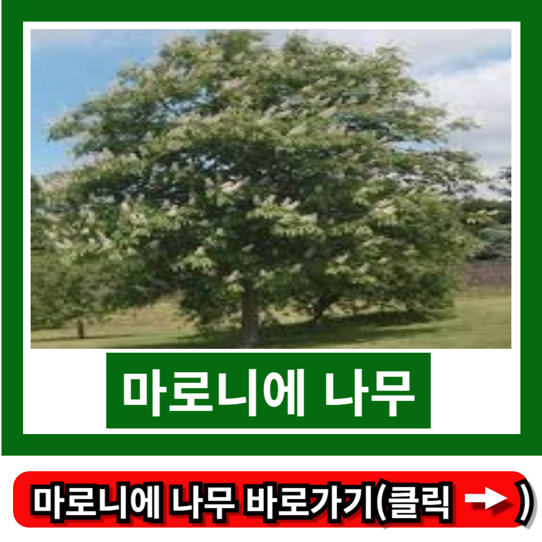 마로니에 나무