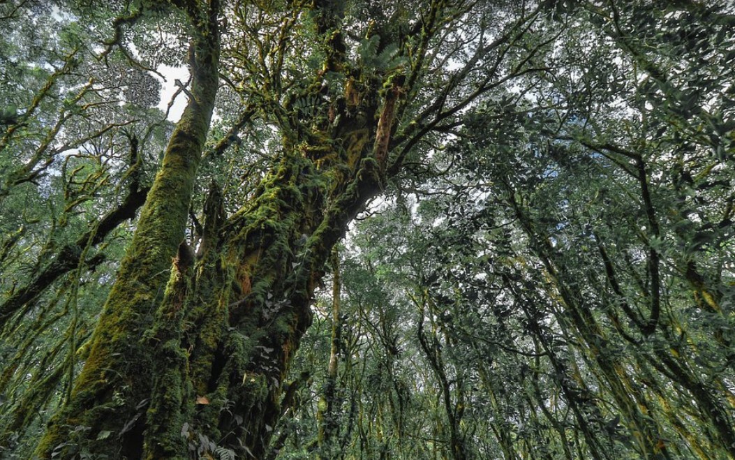 코스타리카 몬테베르데