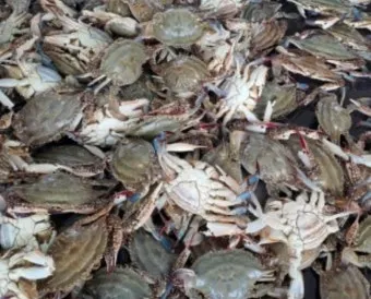 6월 꽃게 금어기 정확한 일정과 유통 제한 상세 정보 총정리_14