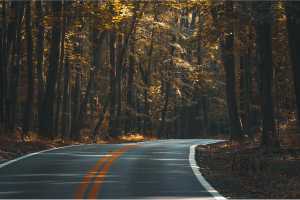 고양이 로드킬 신고 동물 사체 처리 보상