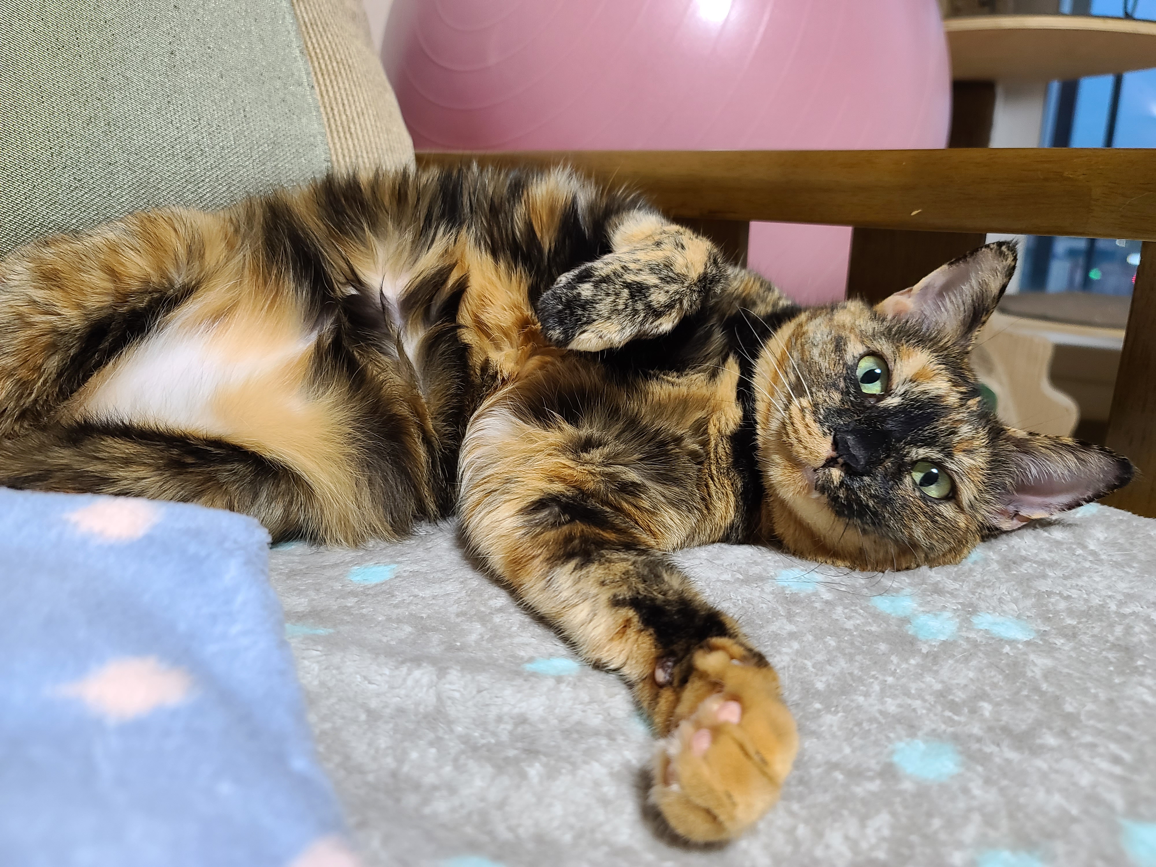 대답 잘하는 고양이. 수다냥이 카오스 사랑이.