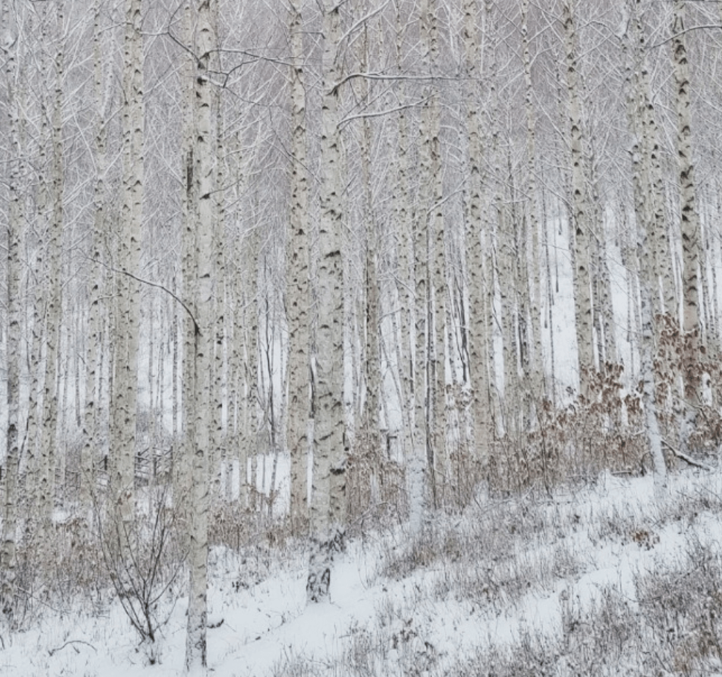 인제 -자작나무숲의 -위치와- 접근성33