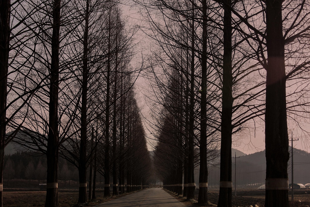 담양 메타세쿼이아