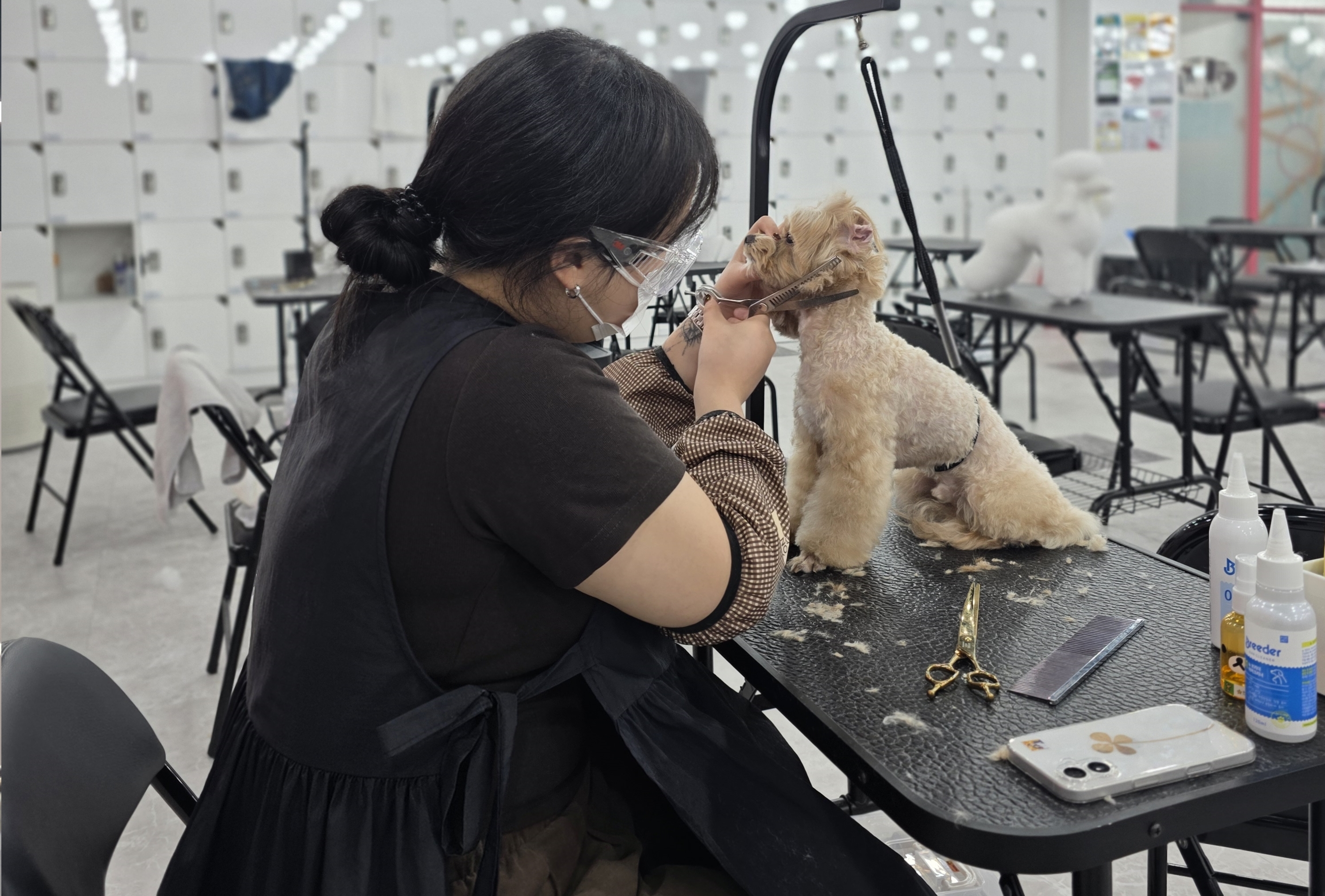 대전_관저동애견미용학원