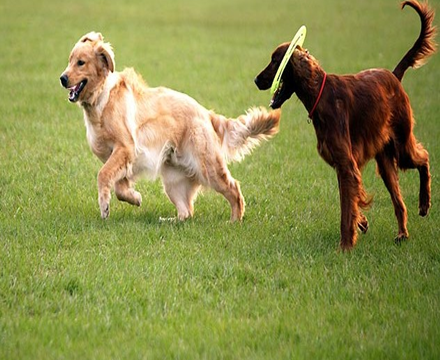 강아지들이 풀밭에서 뛰어노는 모습
