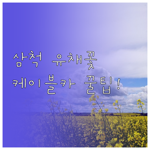 삼척 맹방 유채꽃 마을과 장호항 해상..