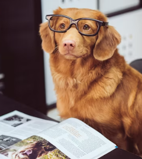 반려동물 용품 전문점 창업에 대하여 알아보기