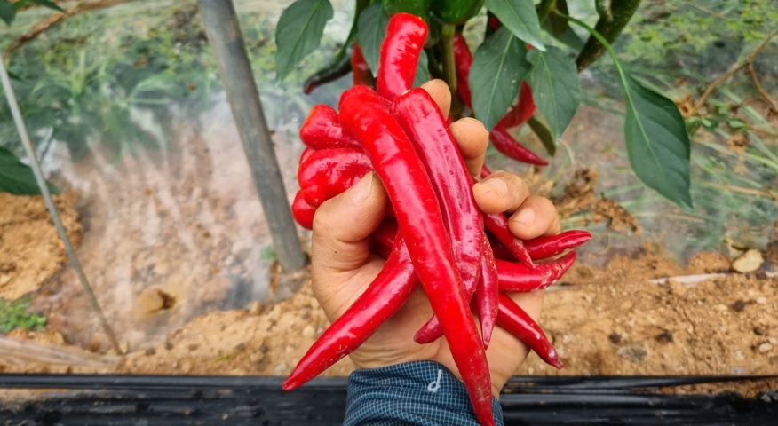 오늘N 이 맛에 산다 부안 부건농장 직거래 농산물 절임배추 고추가루 김장김치재료