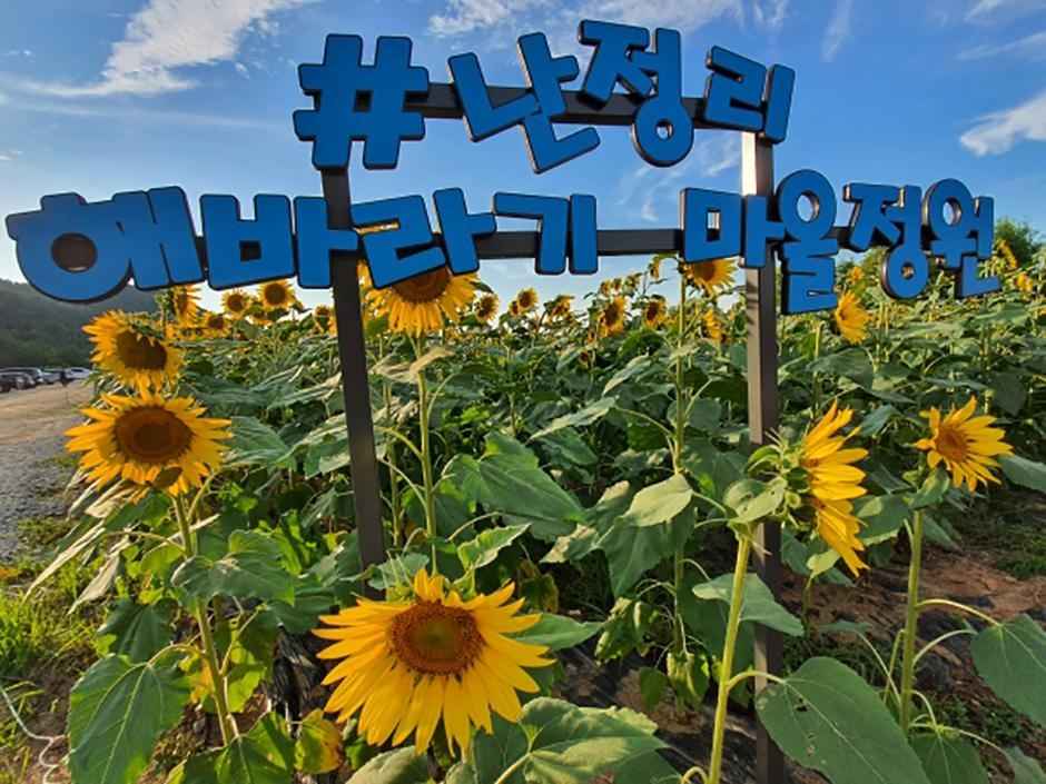 난정리 해바라기정원