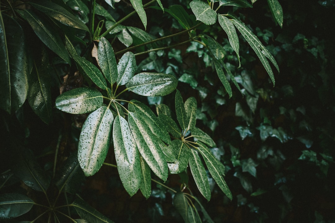 Aralia
