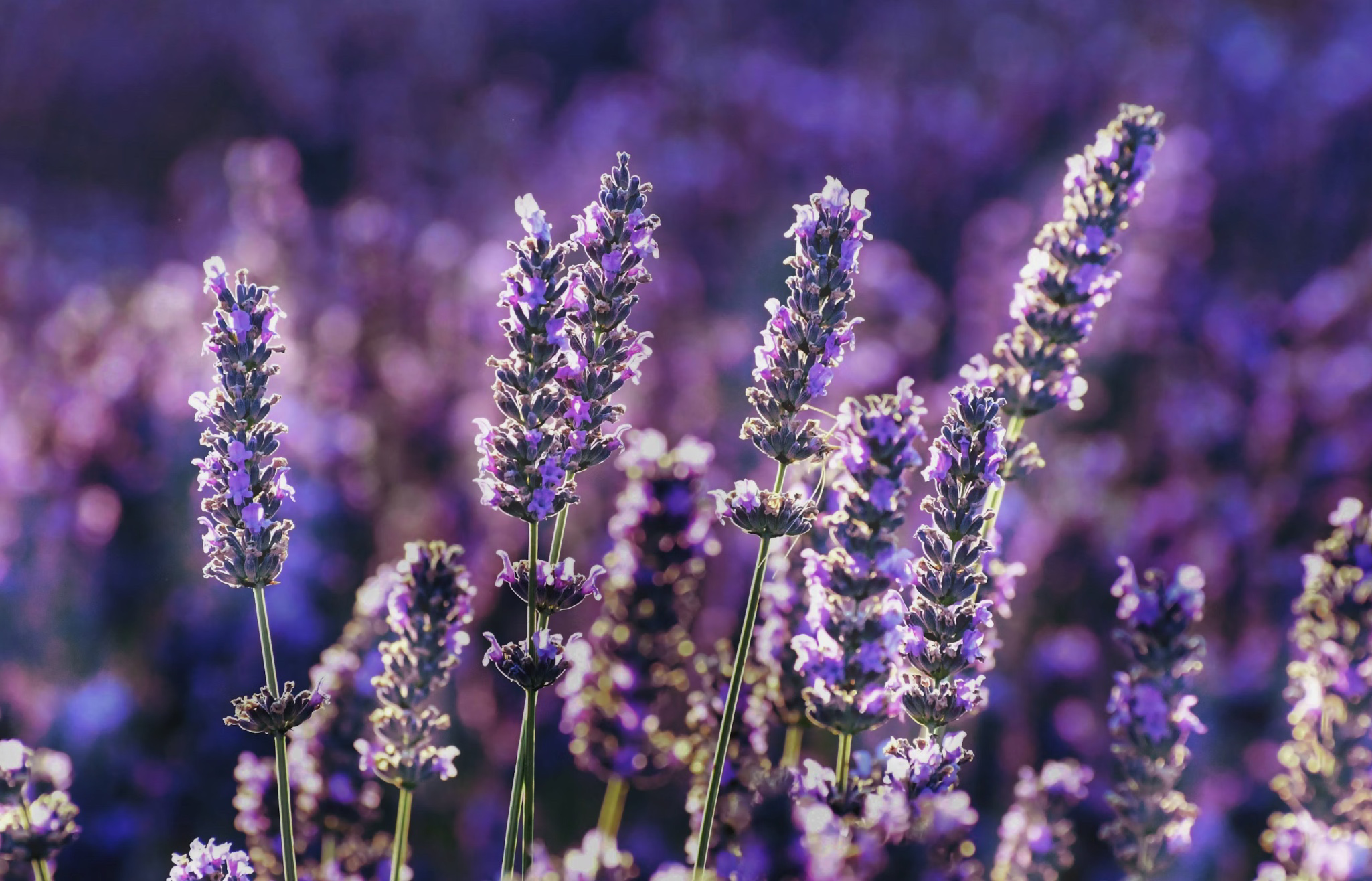 모기 퇴치식물 추천