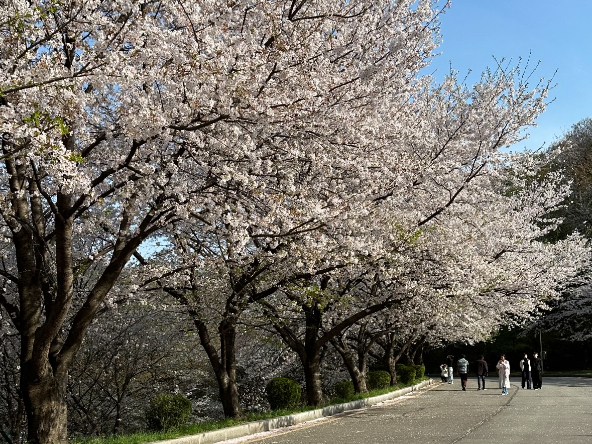 경희대학교 국제캠퍼스 벚꽃