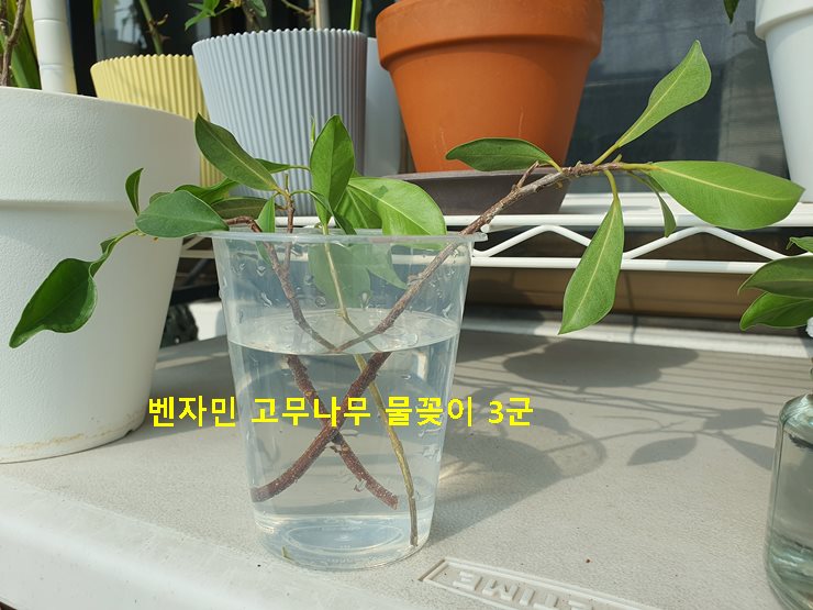 벤자민 고무나무 물꽂이 3군