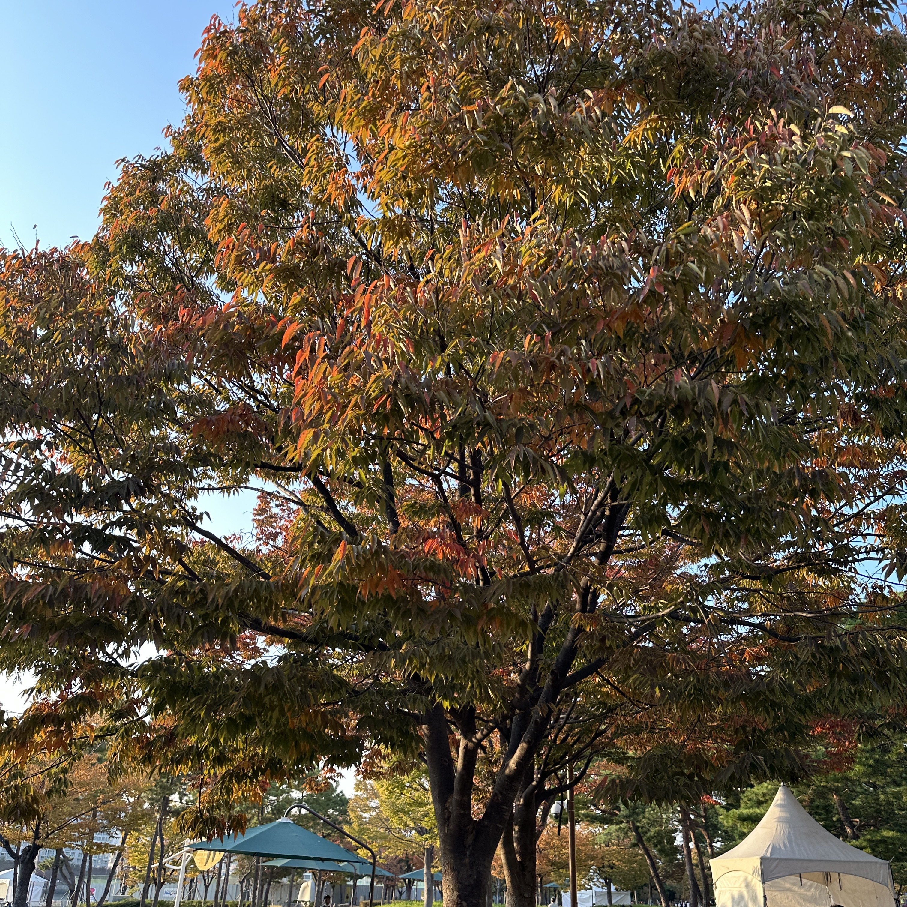 APEC나루공원_단풍