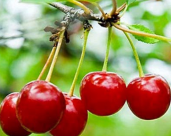 타트체리 부작용 효능