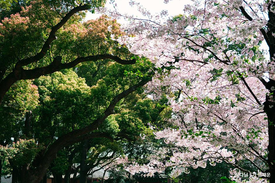 삼성혈 벚꽃