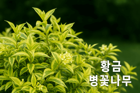 그늘 정원의 보석, 황금병꽃나무 – 수목과 초화의 매력을 모두 담은 금빛 식물