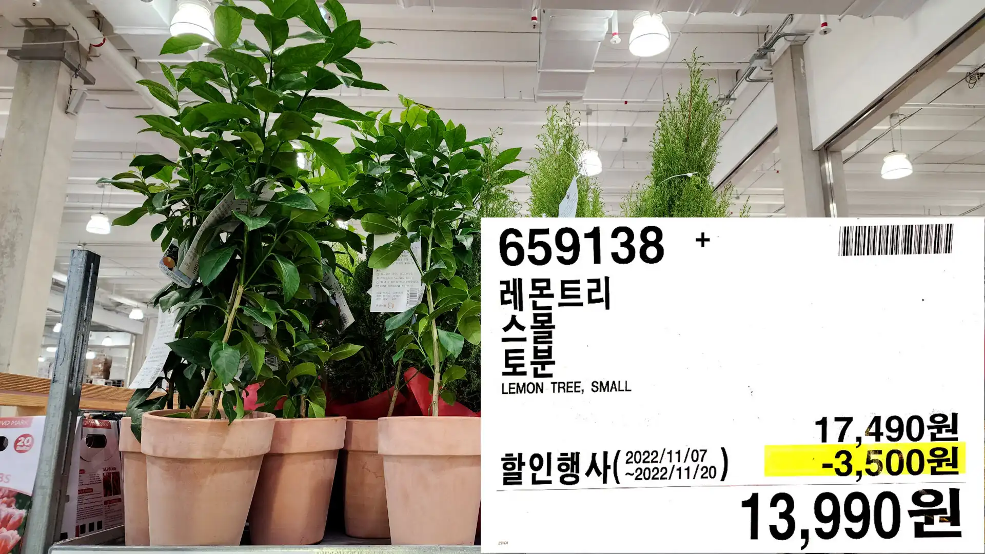 레몬트리
스몰
토분
LEMON TREE, SMALL
13,990원