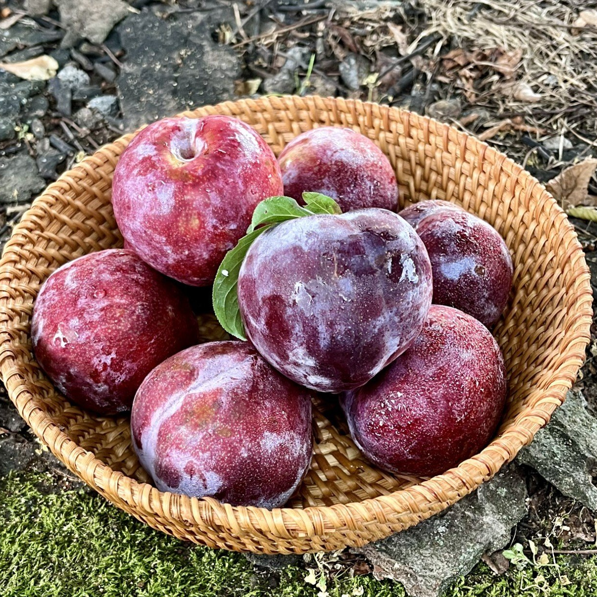 당도와 식감이 압도적인 귀족자두 ‘솔담’ 가격과 구매 안내