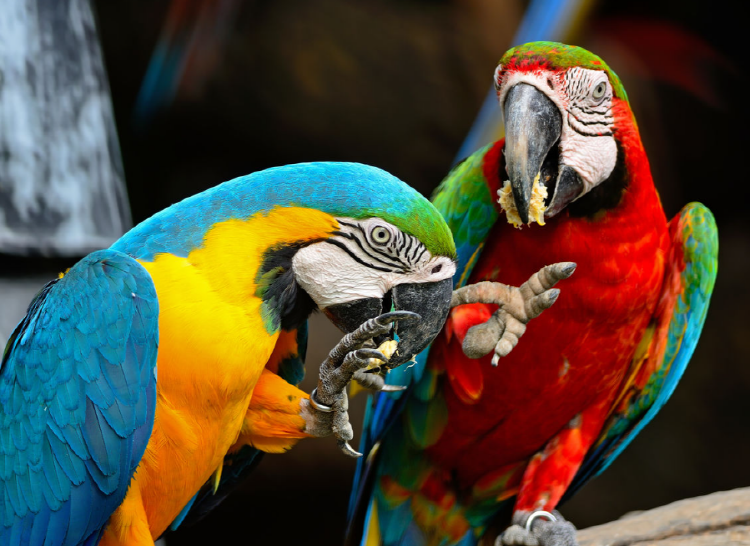 아침고요 동물원