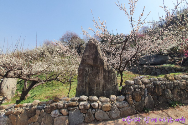 광양 매화마을(4)