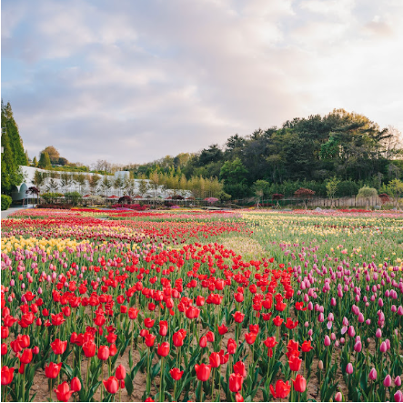 피나클랜드 수목원 계절_봄 Spring