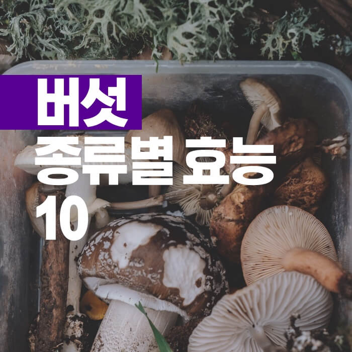 버섯-종류별-효능-10-썸네일