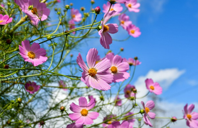 하동 북천 코스모스 메밀꽃축제 가는길