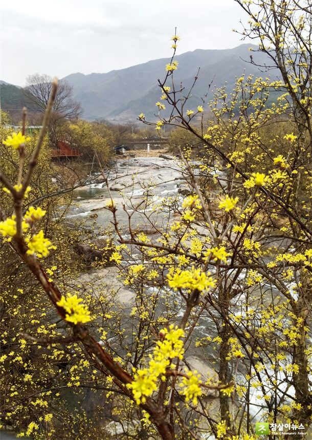 전남 구례 산수유꽃 축제