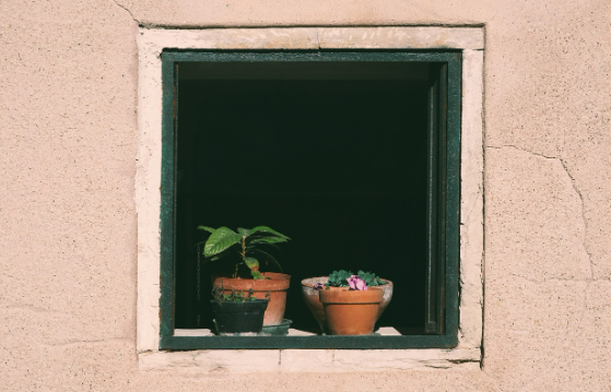 우리 집 환경에 맞는 식물 고르기